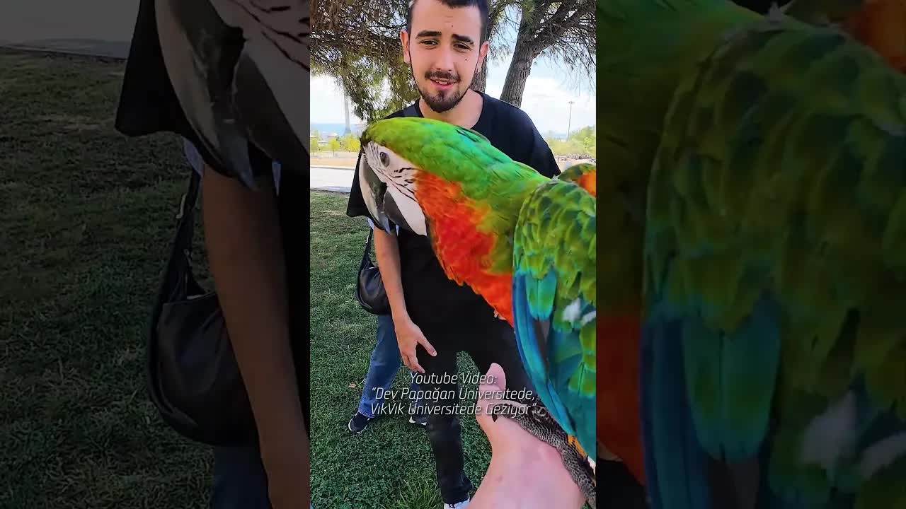 Kediler ve Hayvanlarla İlgili Komik Anlar