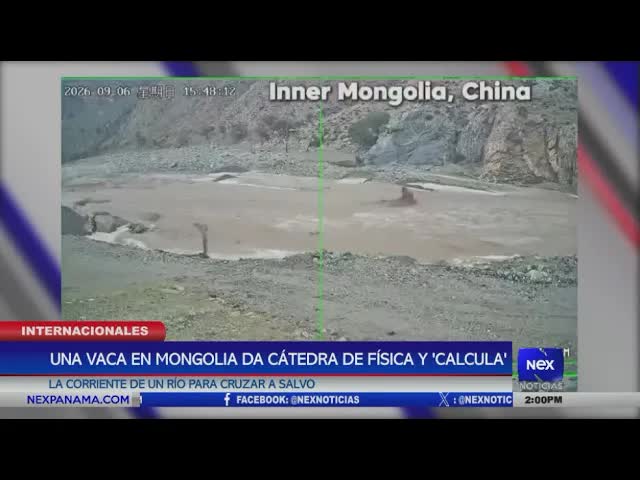 Vaca calcula corriente del río para cruzar en Mongolia
