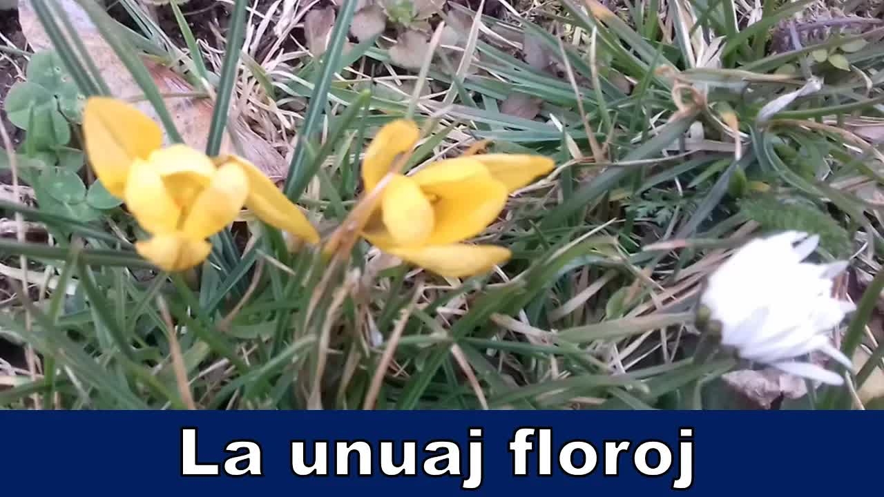 Printempo baldaŭ komenciĝos en la arbaro