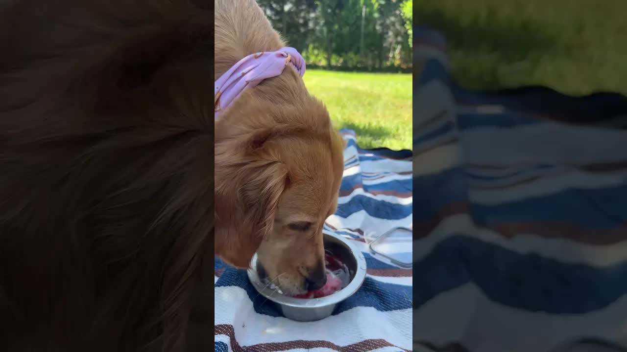 Melone als Erfrischung für den Hund im Sommer