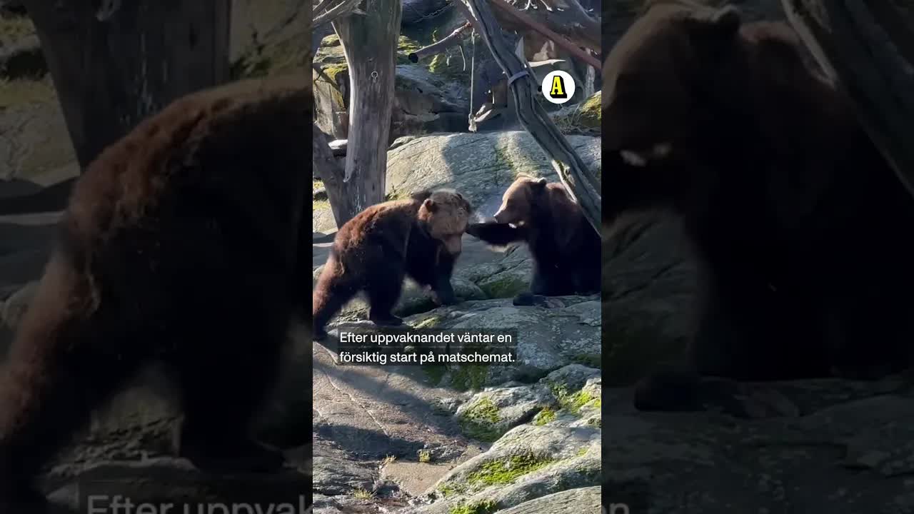 Björnarna vaknar på Skansen
