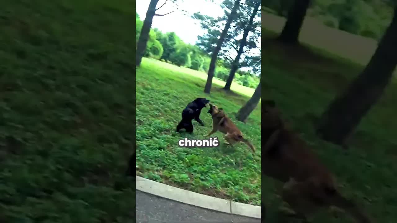Piesek odważnie broni motocyklisty