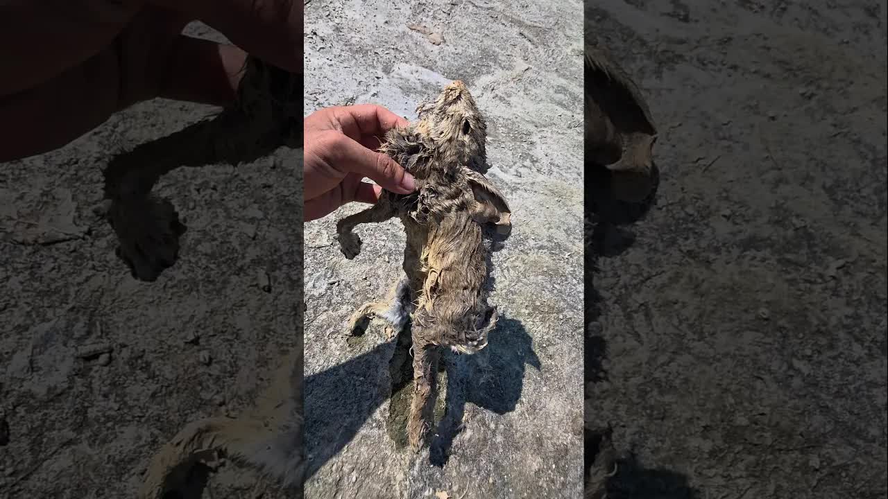 Rescatando animales atrapados en balsas abandonadas