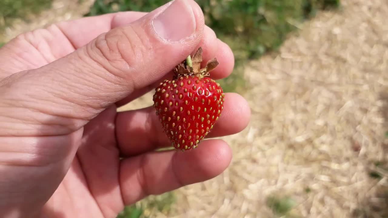 Mi rikoltas fragojn en la ĝardeno