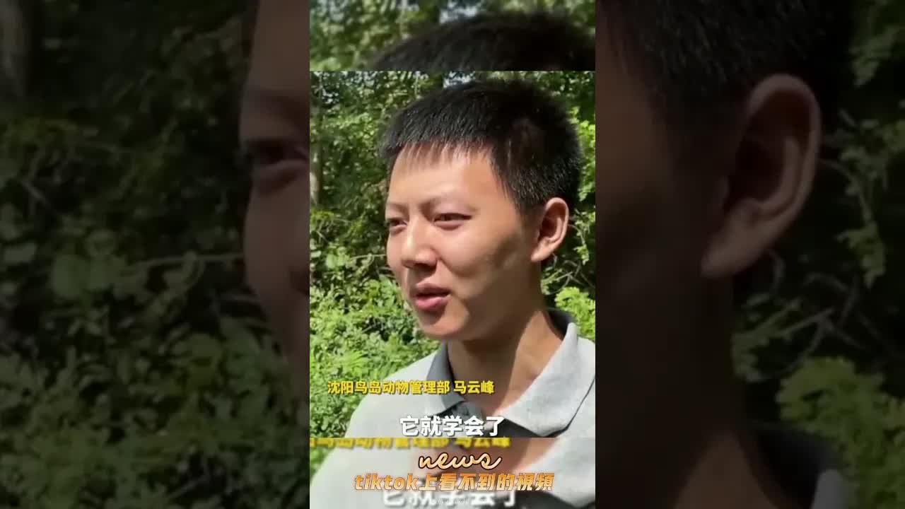 沈阳鸟岛鹦鹉说东北话