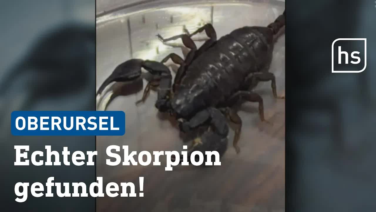 Skorpion als neues Haustier gefunden