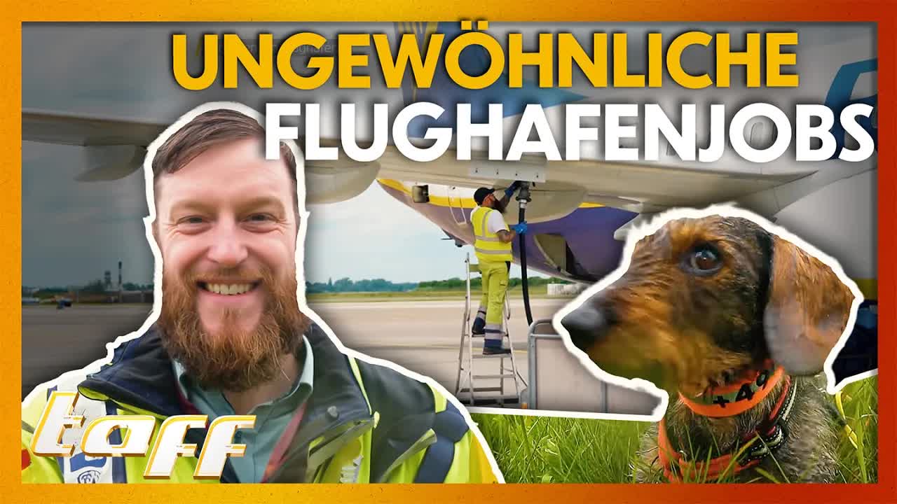 Hund verhindert Vogelschläge am Flughafen