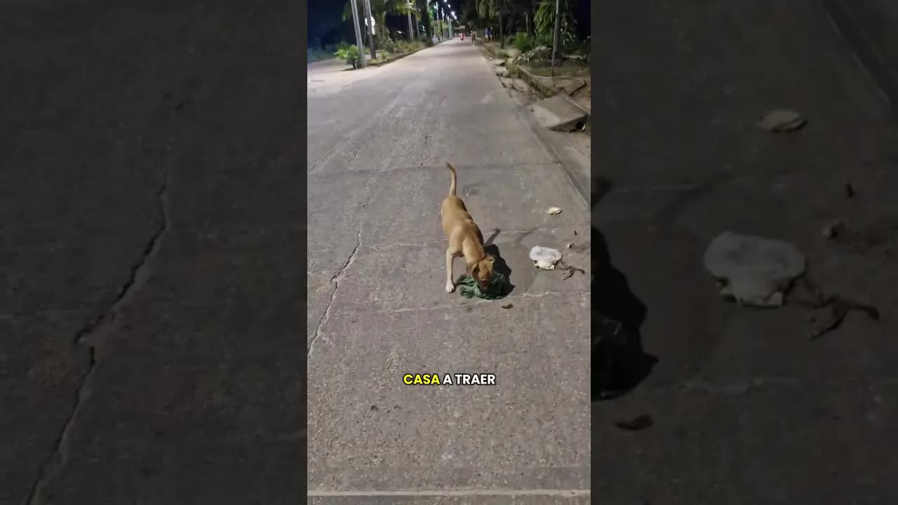 Llevando comida a perros callejeros con mi perrito