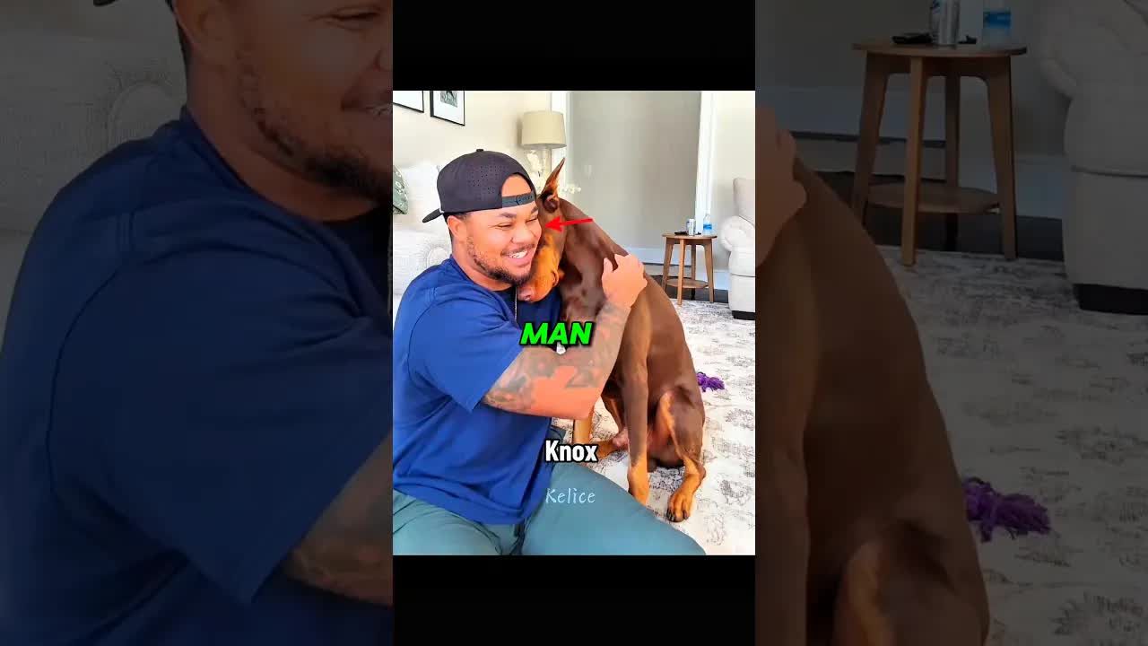 Three Dobermans React To Their Owner’s Hugs