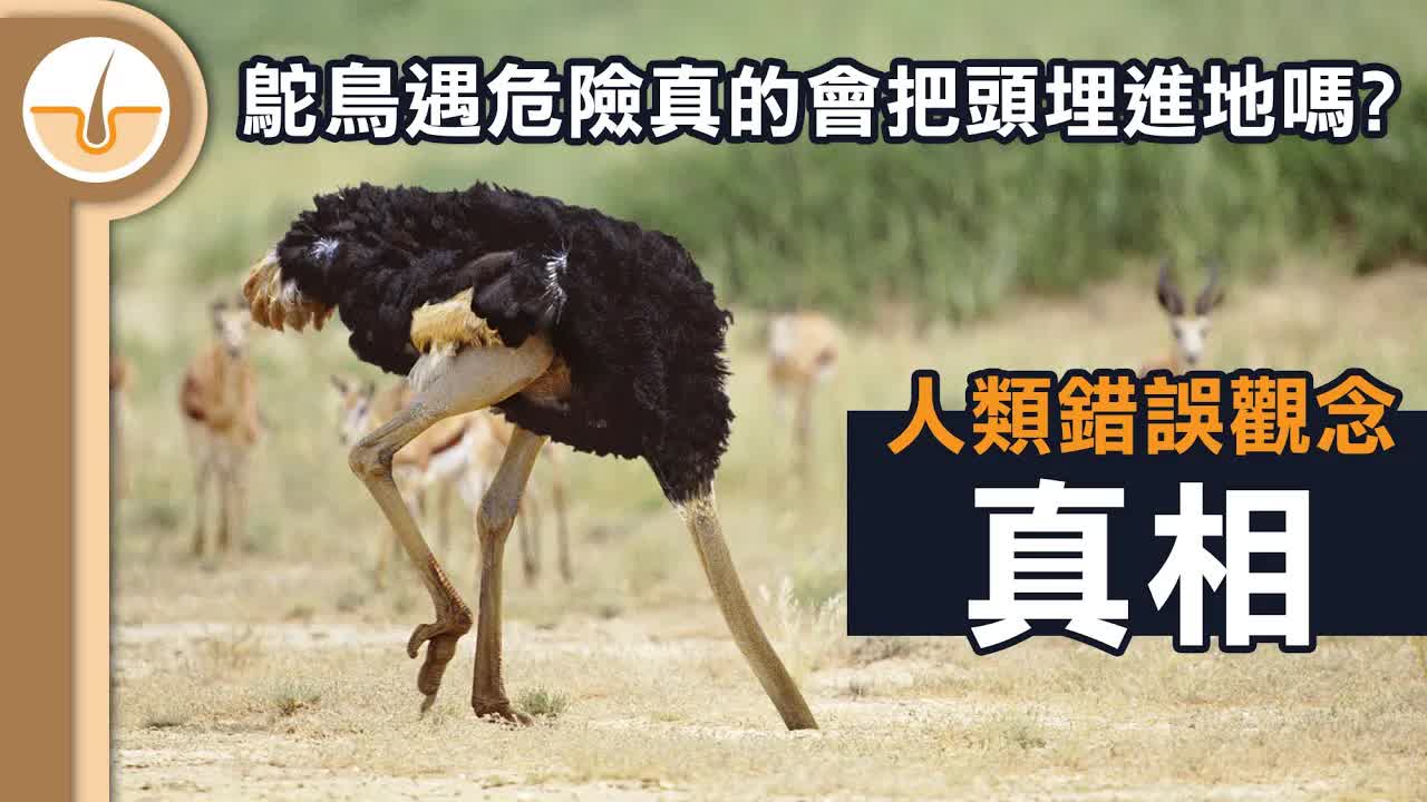 鴕鳥遇到危險真係會埋頭入地？真相揭秘