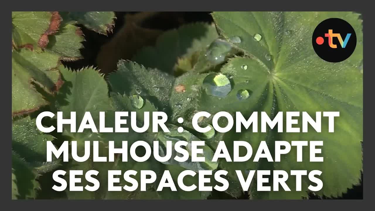 Mulhouse adapte ses espaces verts à la sécheresse