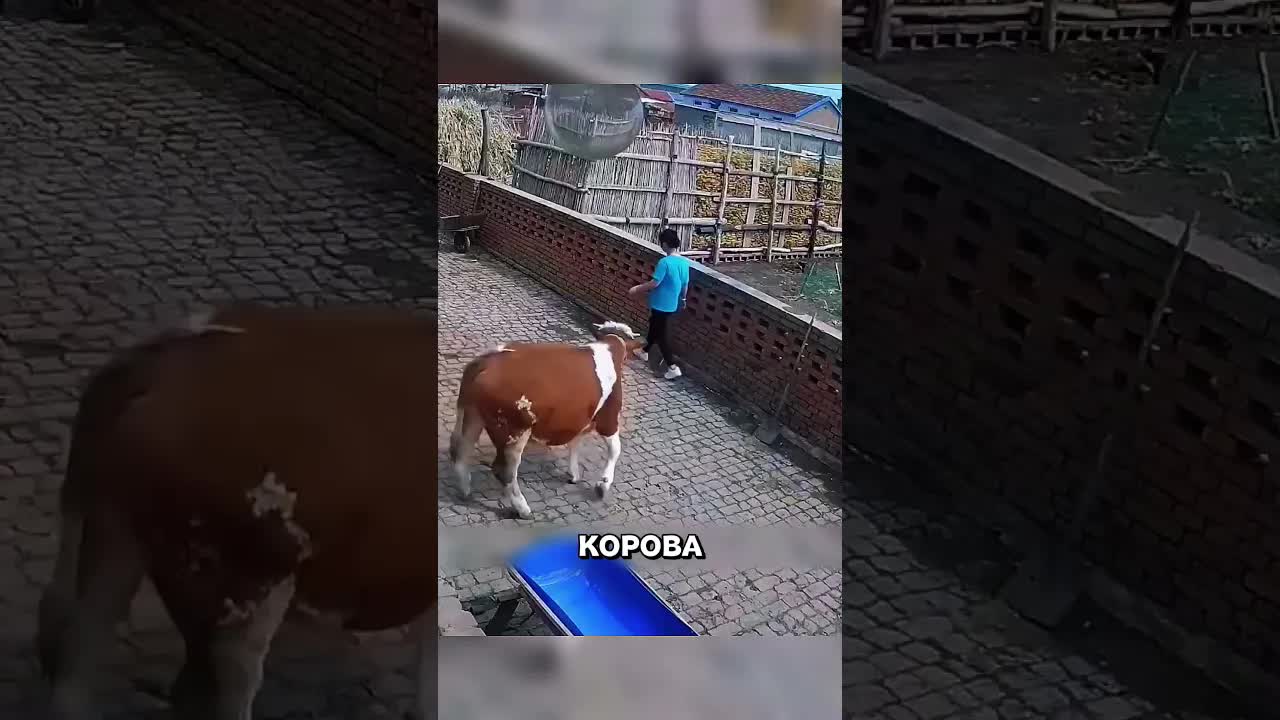 Корова гналась за девушкой до забора