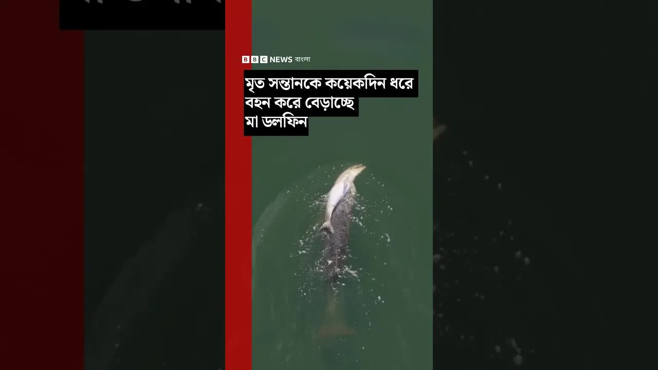 মা ডলফিন মৃত শাবক বহন করছে