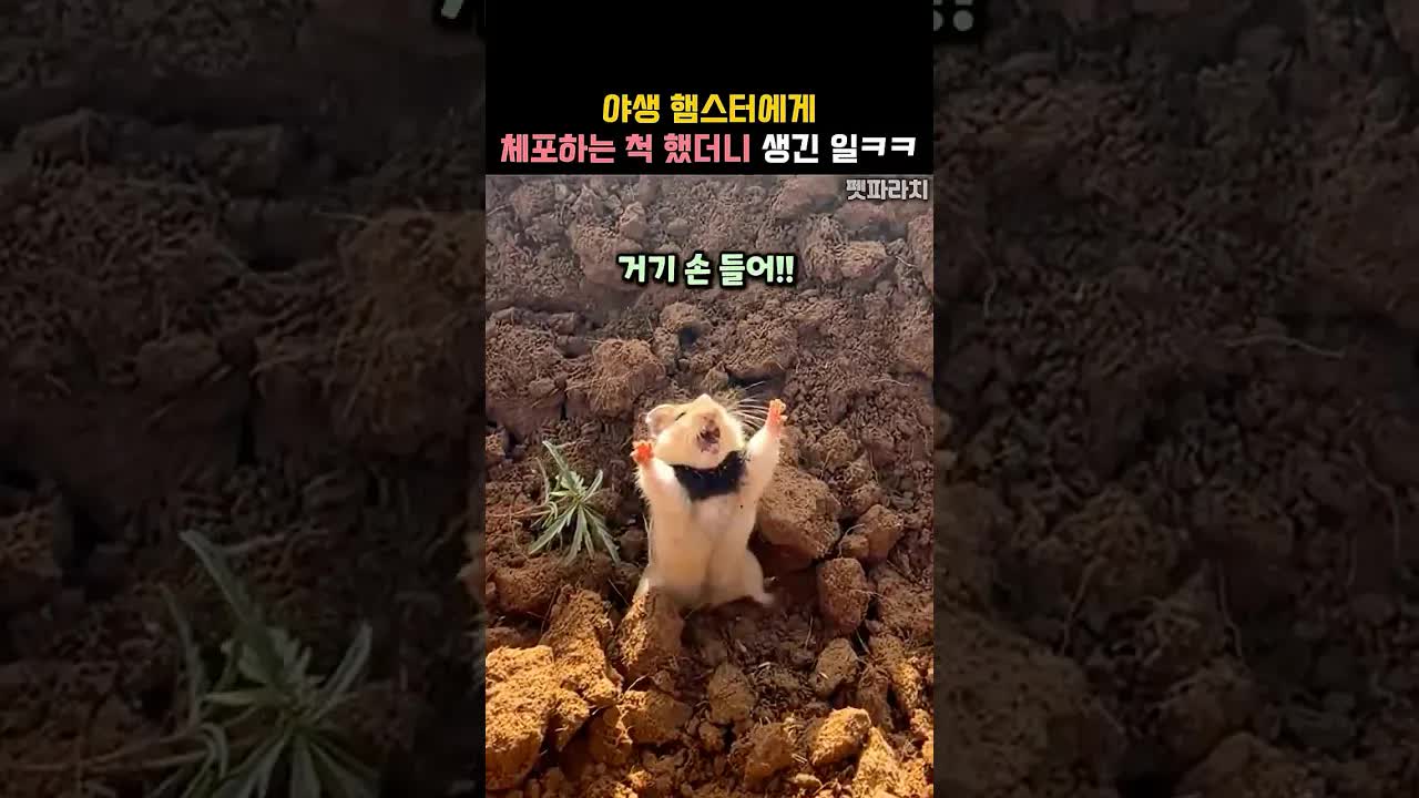 야생 햄스터의 용감한 반격