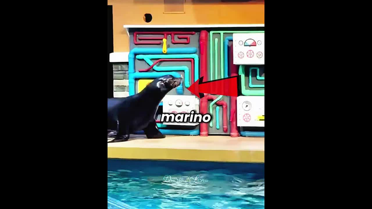 Un leone marino salva una donna in difficoltà