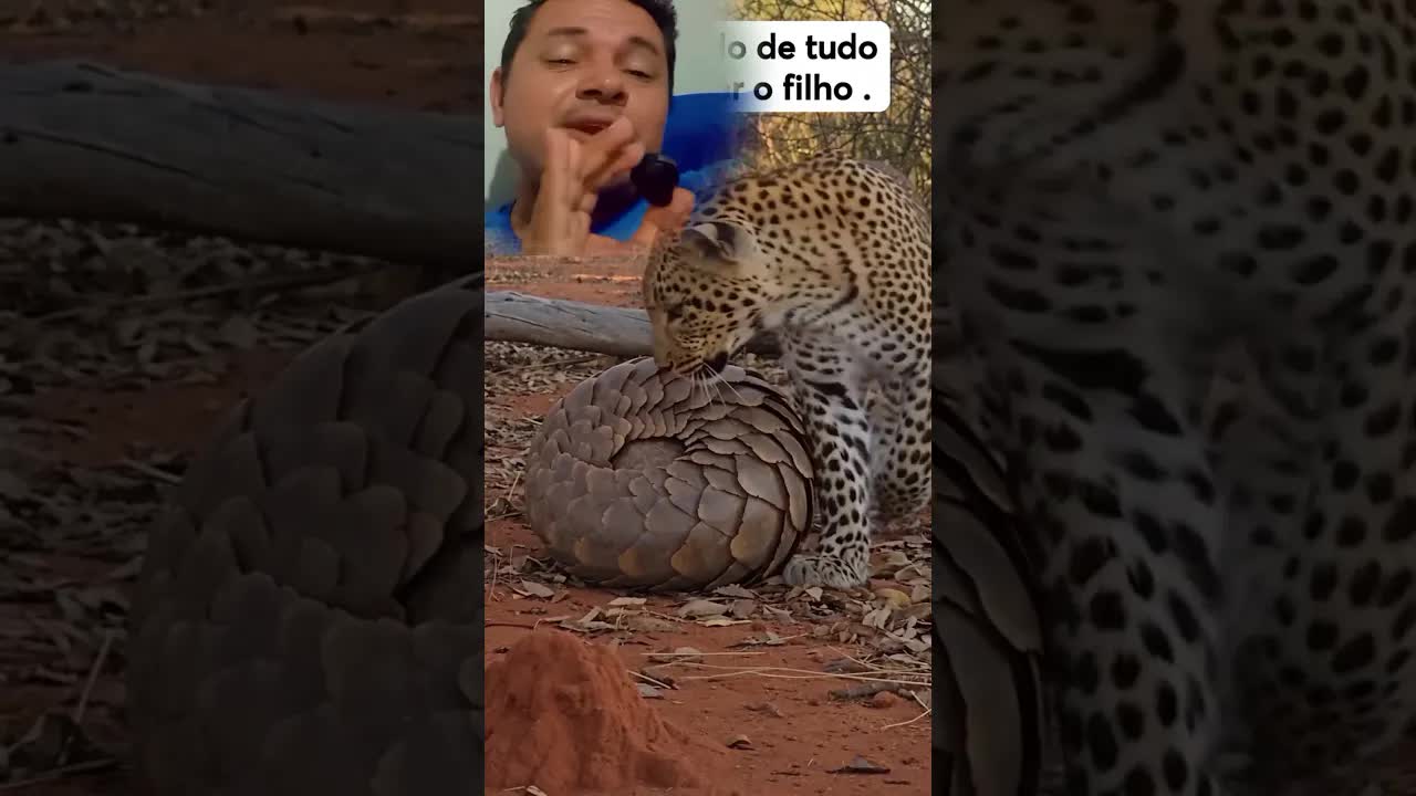Onça vs Animal: Força contra Sabedoria