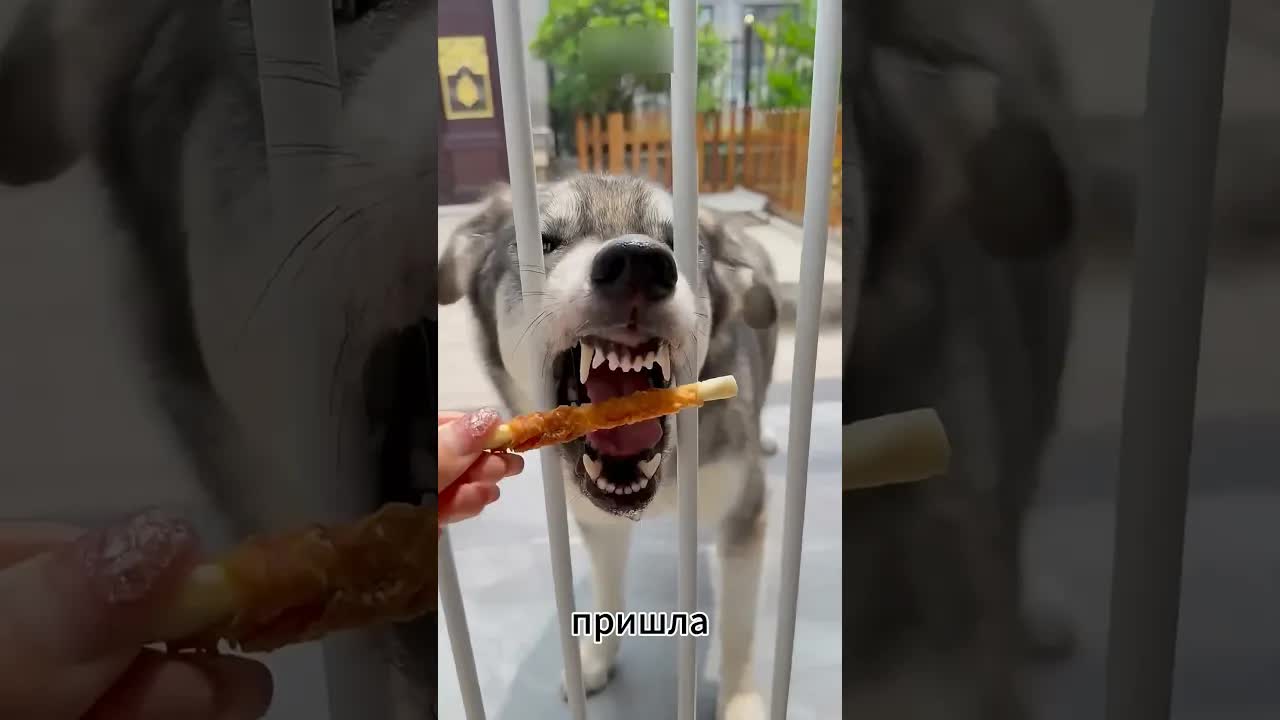 Умные собаки решают загадку с палкой
