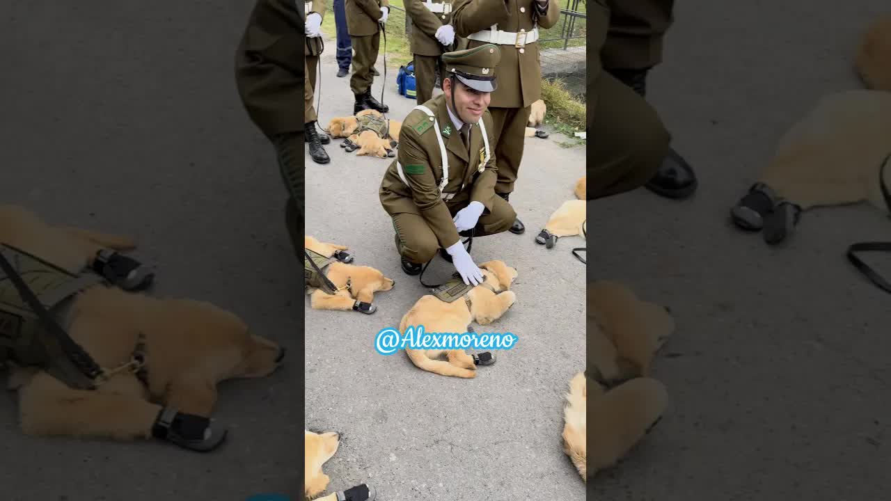 Cachorritos recién despertados tras la parada militar