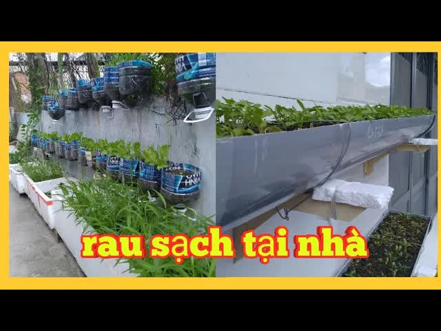 Cách trồng rau sạch tại nhà đơn giản