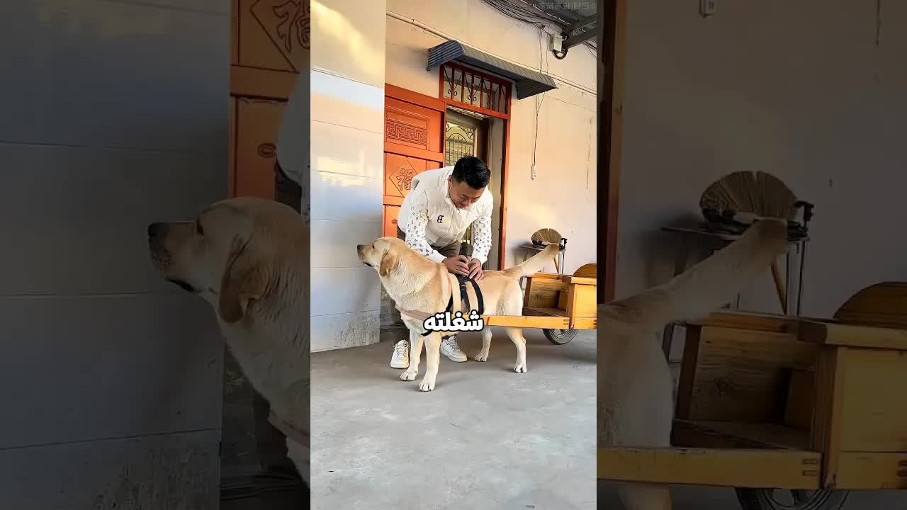كلب يوصل بنت من المدرسة ويسجل بالكاميرا