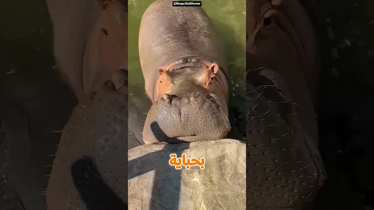 فرس النهر يرفض أكل صغير ويطلب بطيخة كاملة