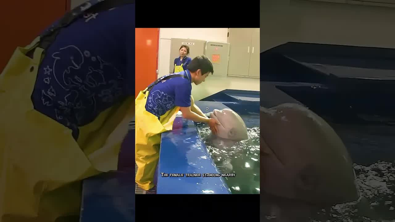 La beluga Mia se puso celosa por amor