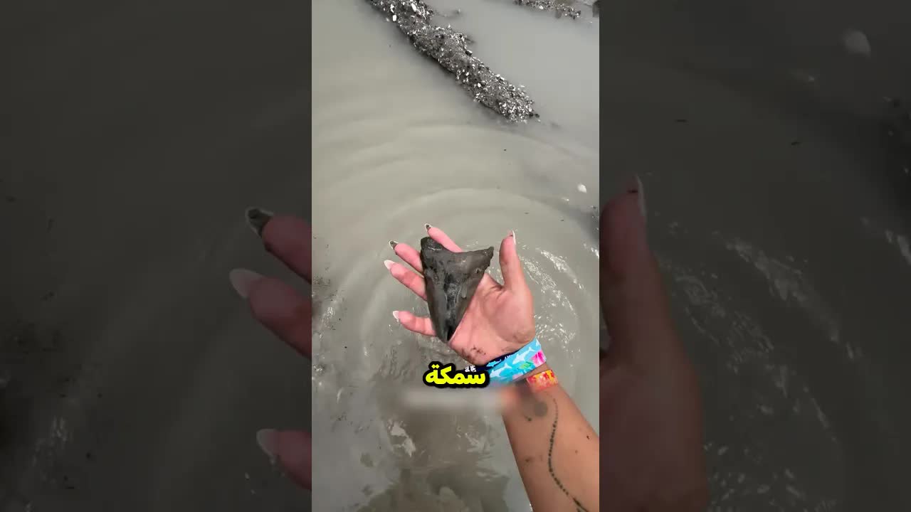 فتاة تكتشف سن ميجالودون نادر على الشاطئ