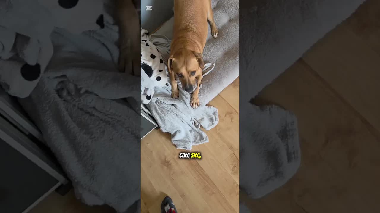 Adopcja psa ze schroniska do domu z dziećmi