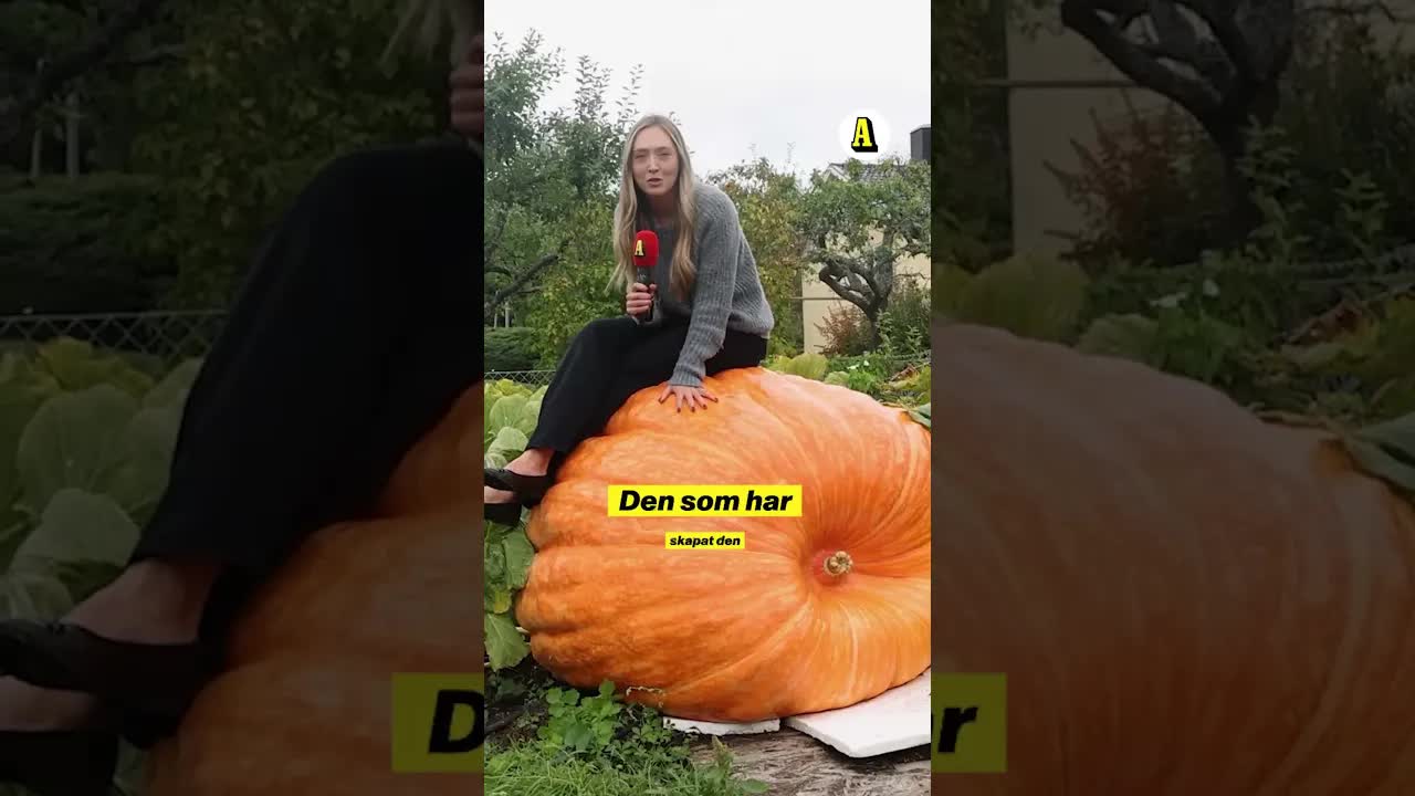Sveriges största pumpa odlad i trädgården
