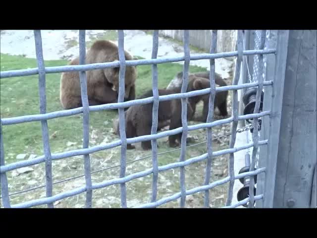 Besök på Lycksele Djurpark med Björnar