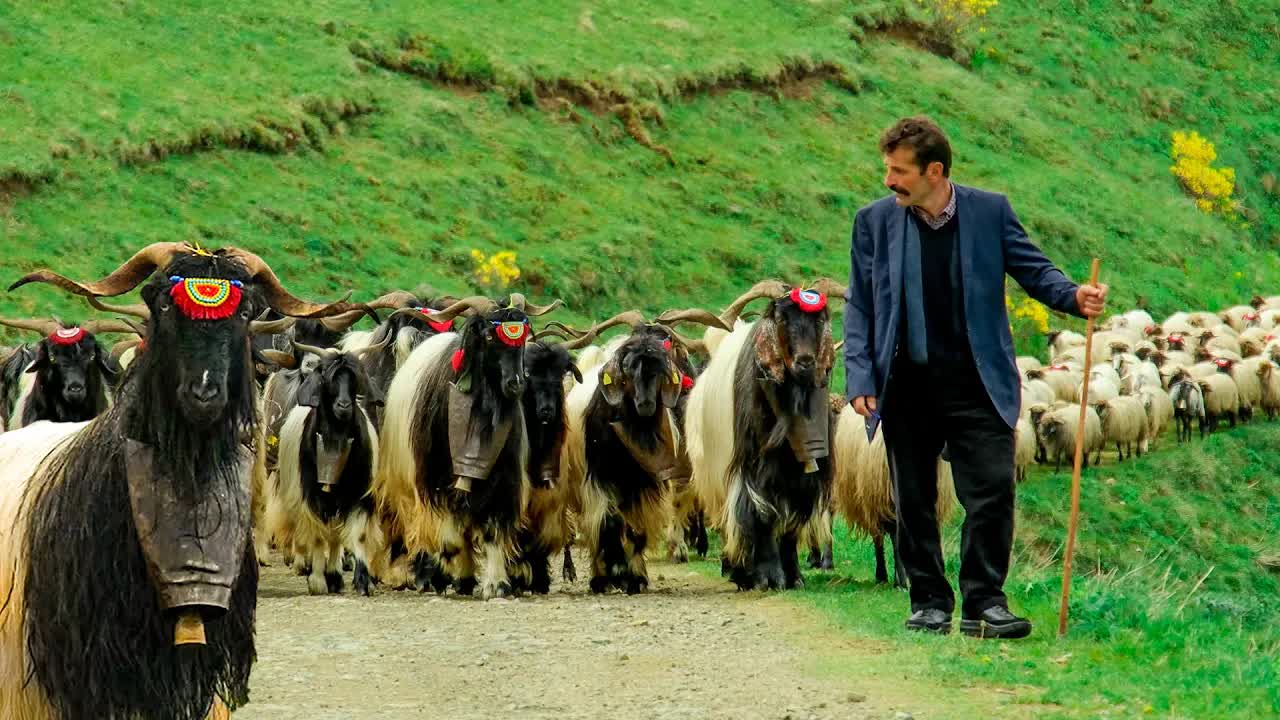 Trabzon Çobanın Yayla Günlüğü ve Göç Hikayesi