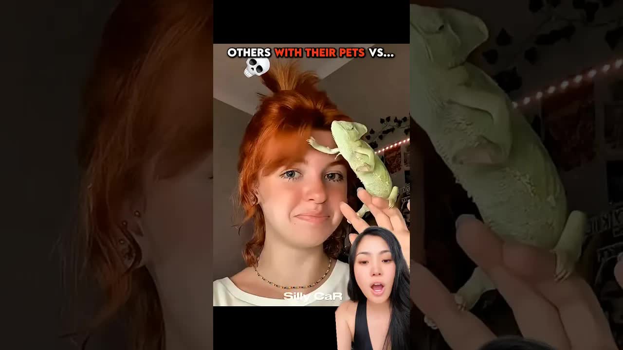 Mascotas inusuales que te sorprenderán