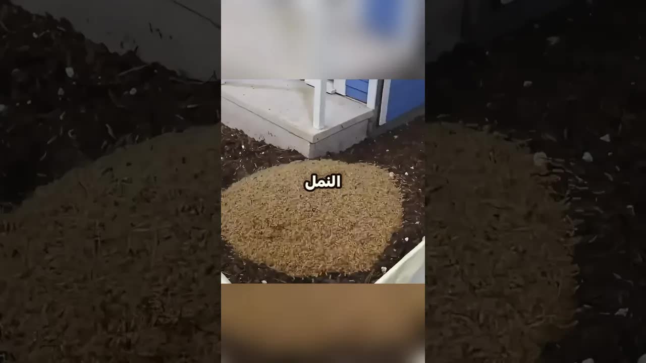 ماذا يحدث لو أطلق نمل أبيض في منزلك؟