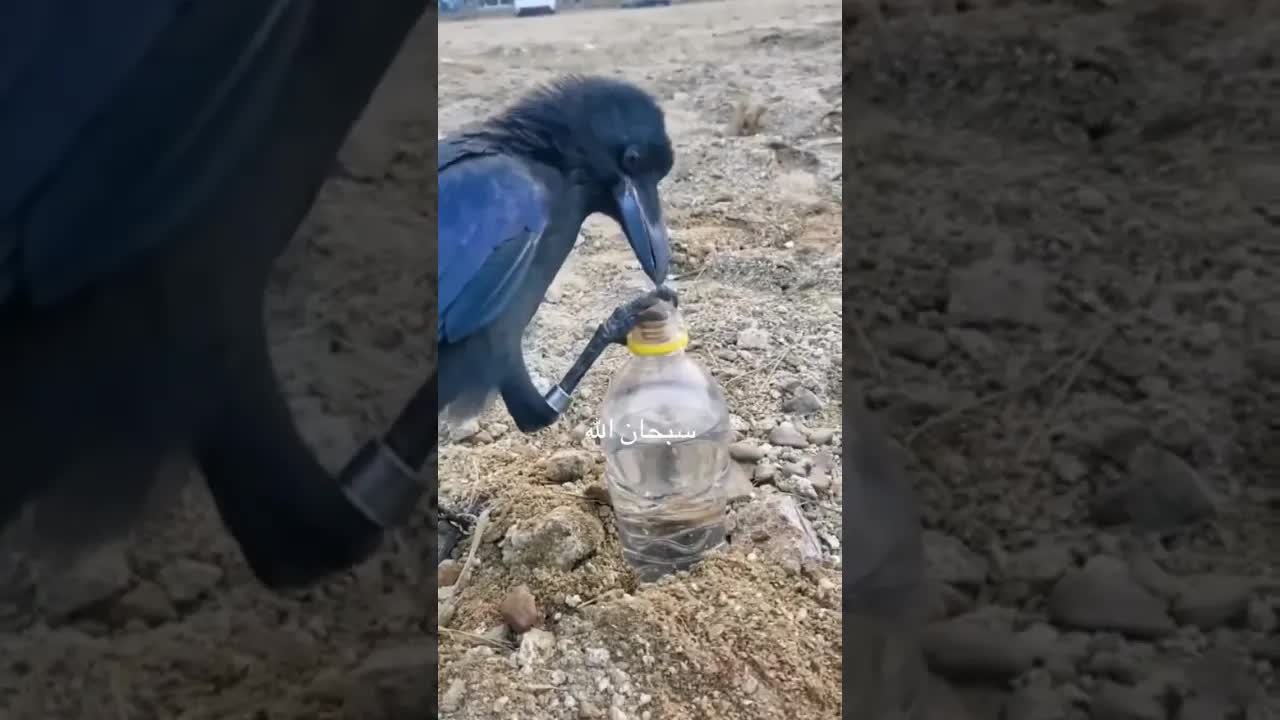 الغراب الذكي يحل مشكلة الماء