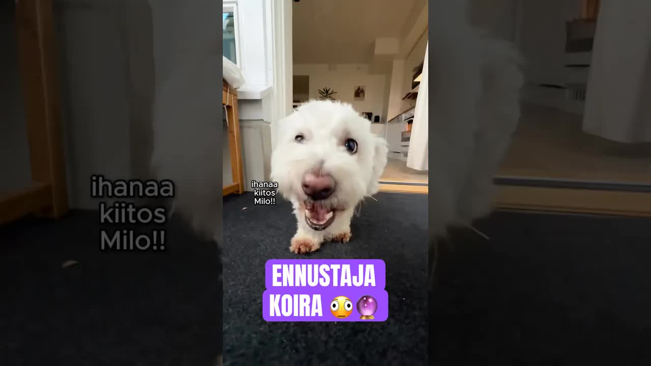 Koira ennusti Espanjan mestaruuden
