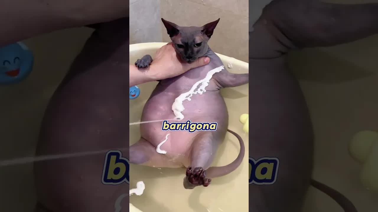 Banho Extremo Para Gato Sujo