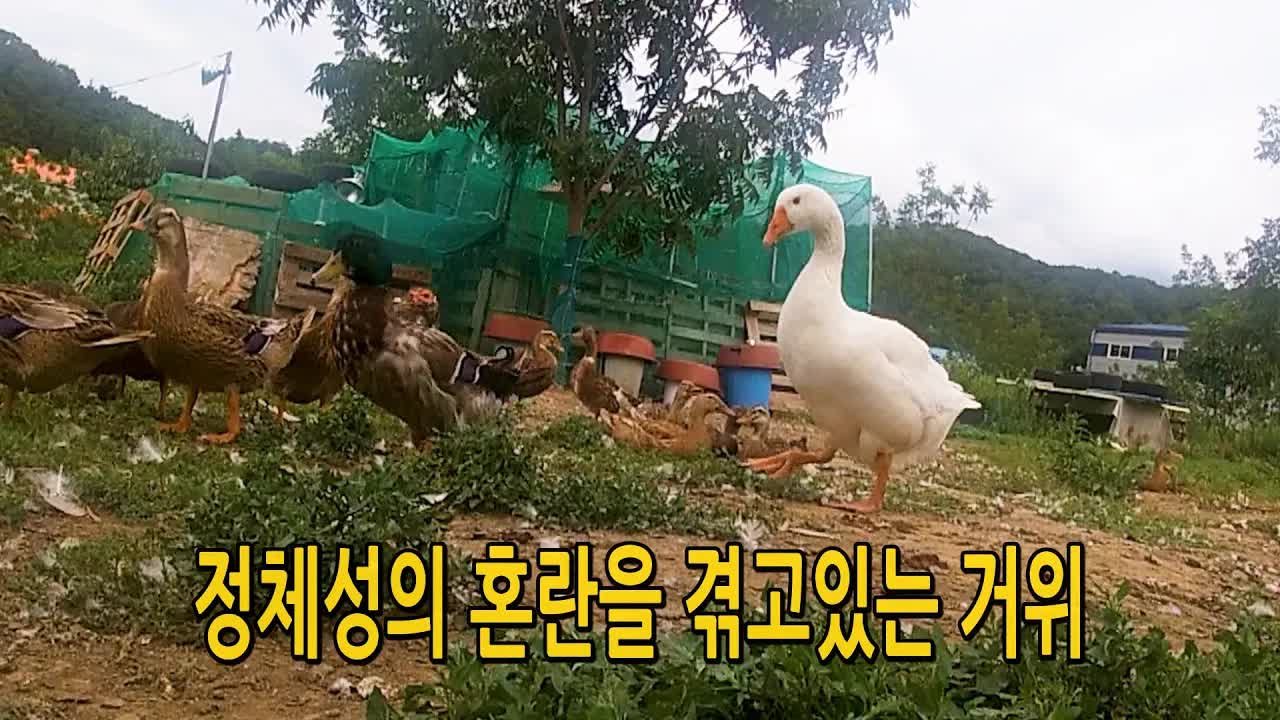 농장 동물들의 변화와 관계