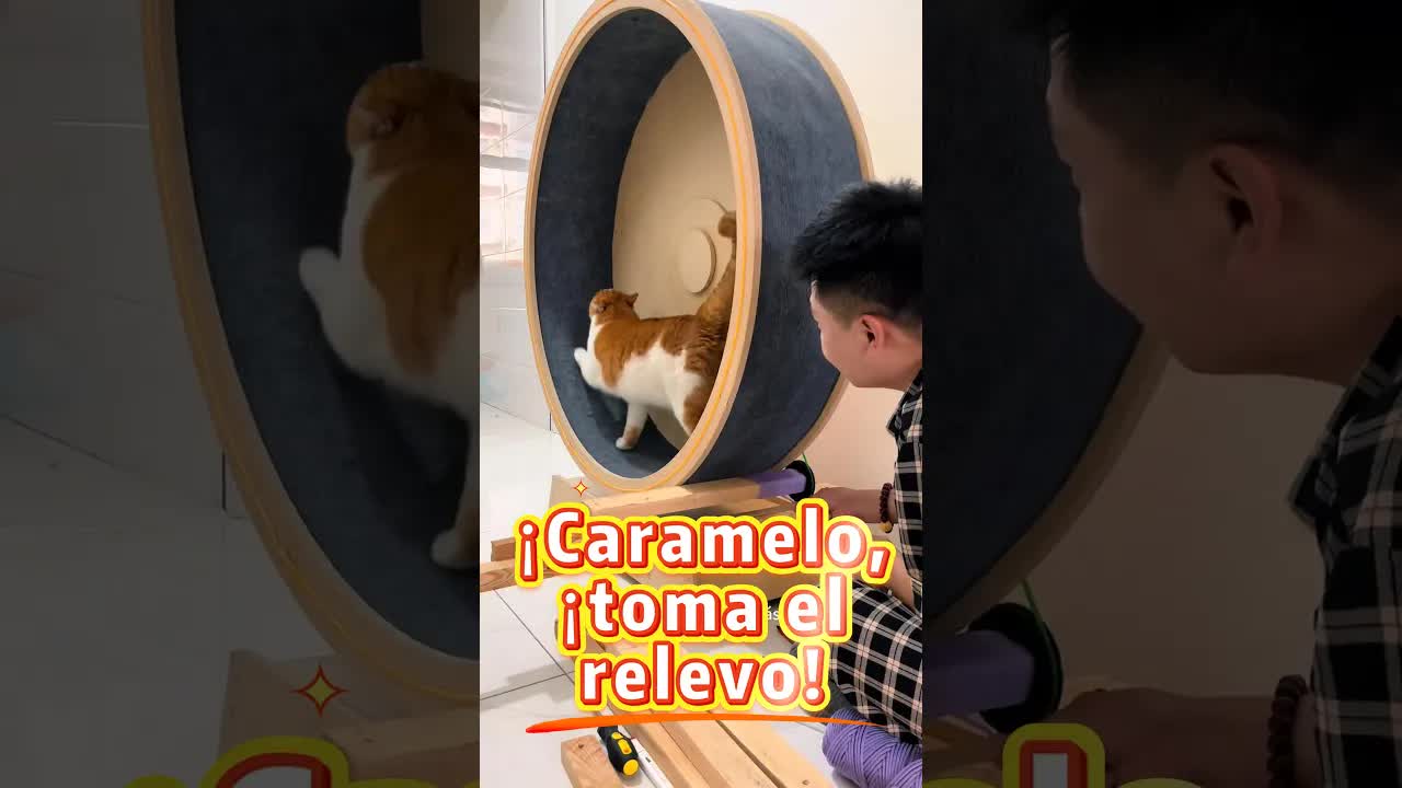 Usando a su gato como ayuda