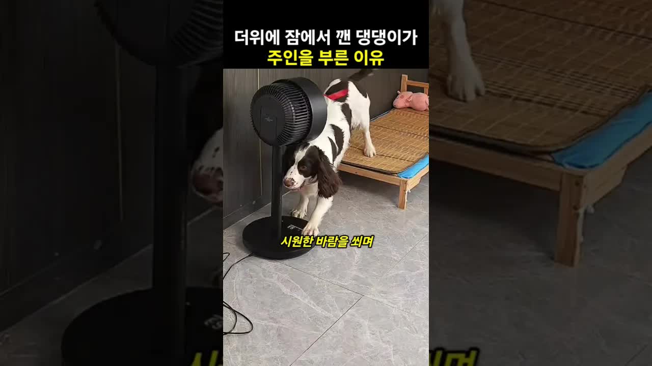 더위에 깬 댕댕이가 선풍기 켜달라고 요청