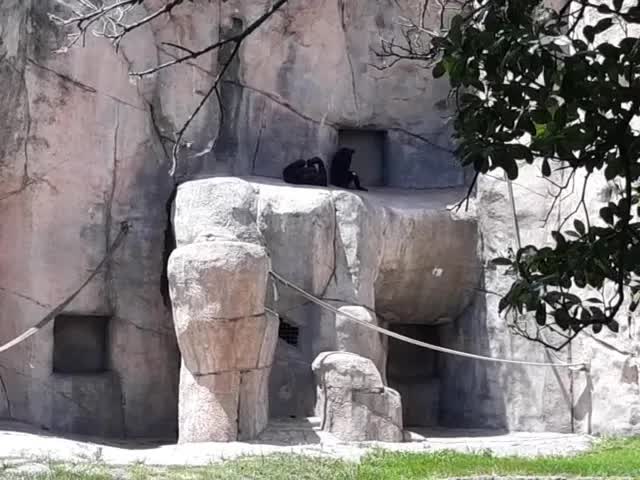 在动物园看动物，天气很热