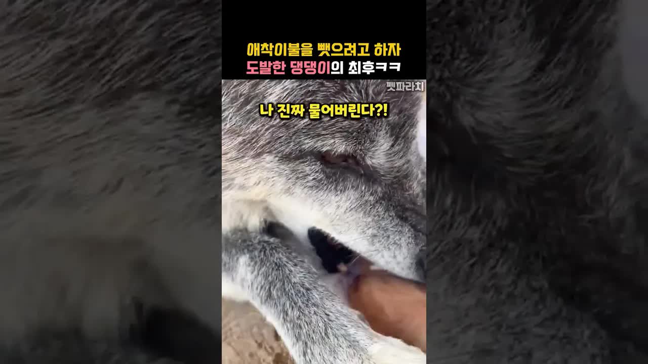 애착이불 지키려는 댕댕이의 필사적 저항