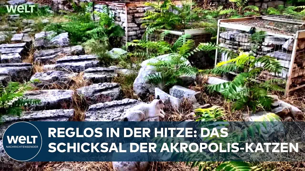 Streunerkatzen in Athen bei 40 Grad versorgt