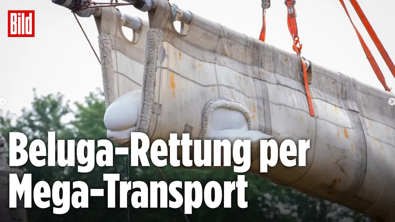 Beluga-Wale gerettet und umgesiedelt