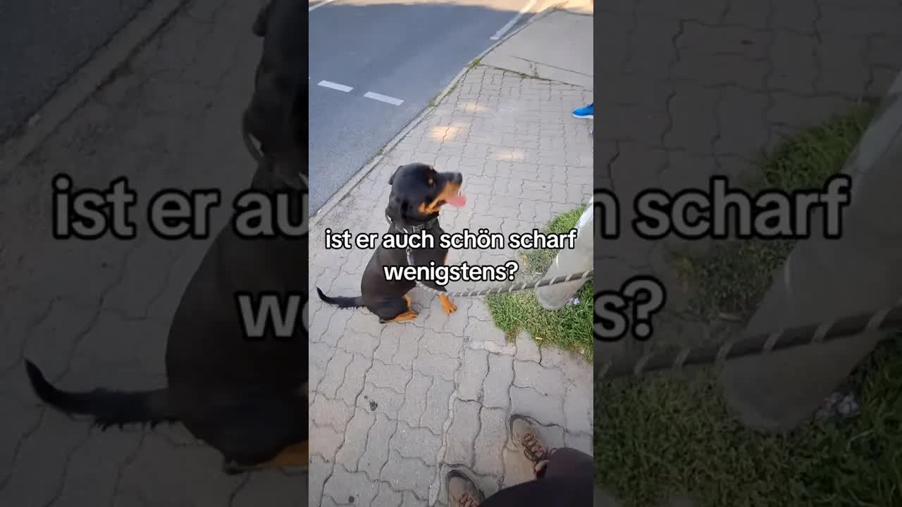 Rottweiler Ares: Erster Kontakt mit Vorurteilen