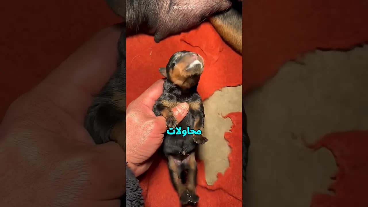 قصة الجرو الصغير الذي نجا بفضل الإنعاش القلبي