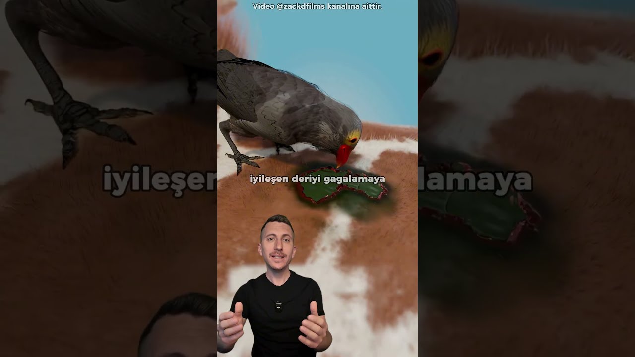 Zürafaya Binip Kanını İçen Kuşun Gerçek Hikayesi