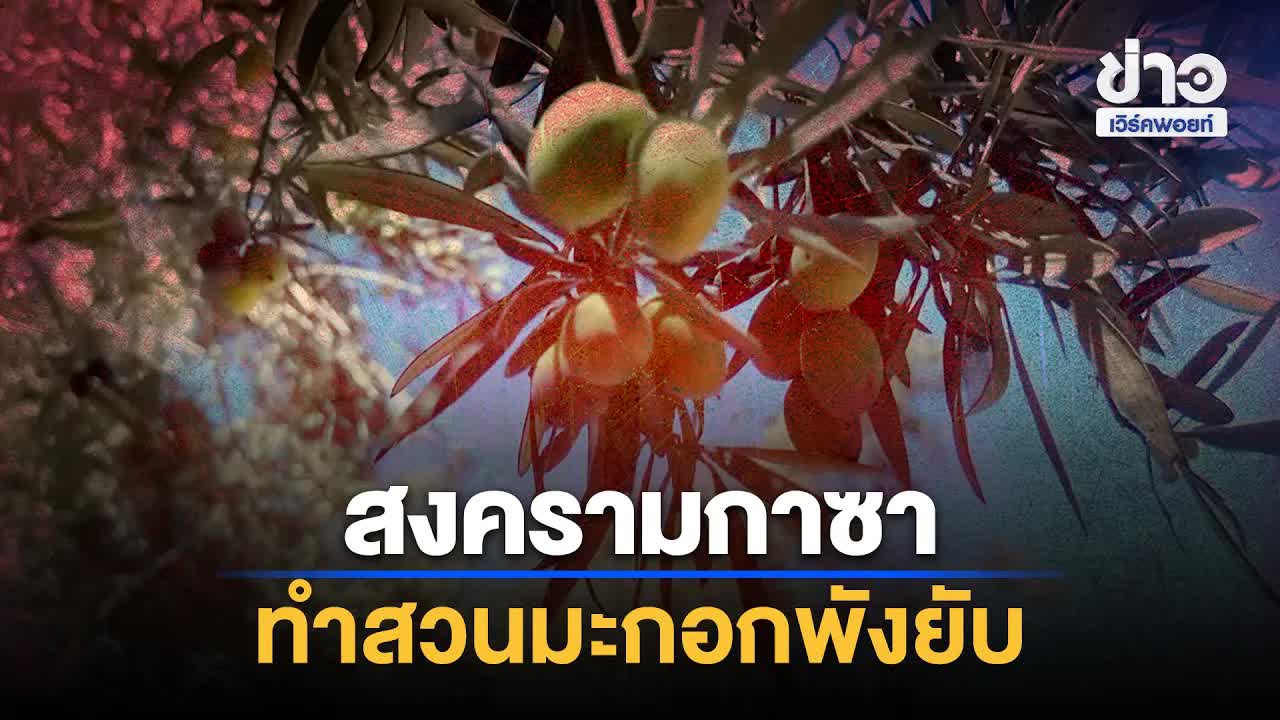 สวนมะกอกกาซาพังยับ ผลผลิตหาย 87% น้ำมันแพง 3 เท่า