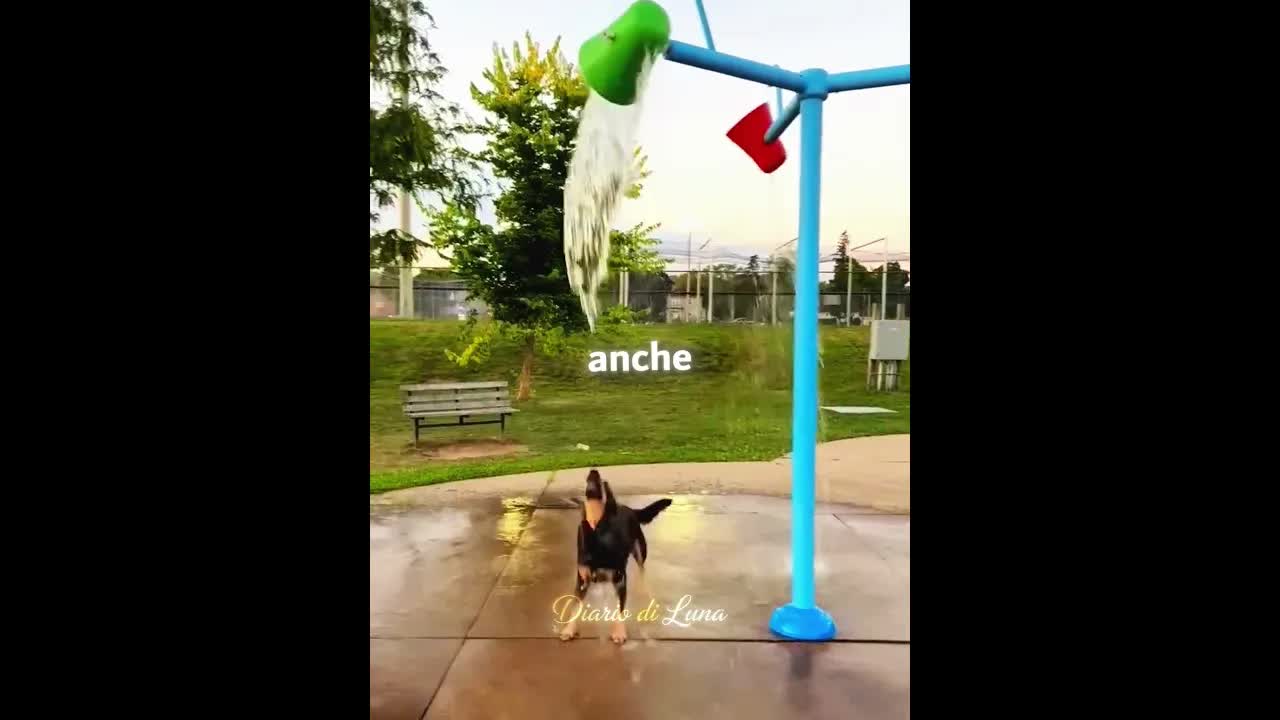 Il cane felice dopo la pioggia