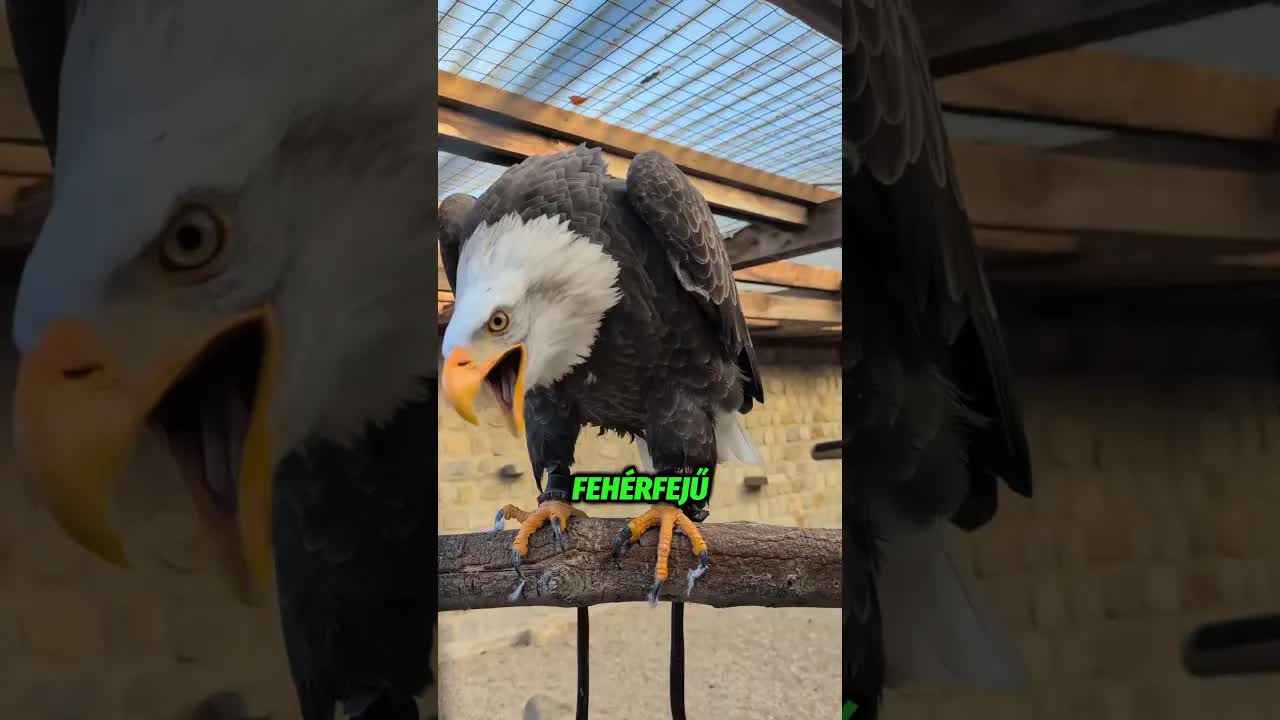 A sas új csőrt kapott 3D nyomtatással