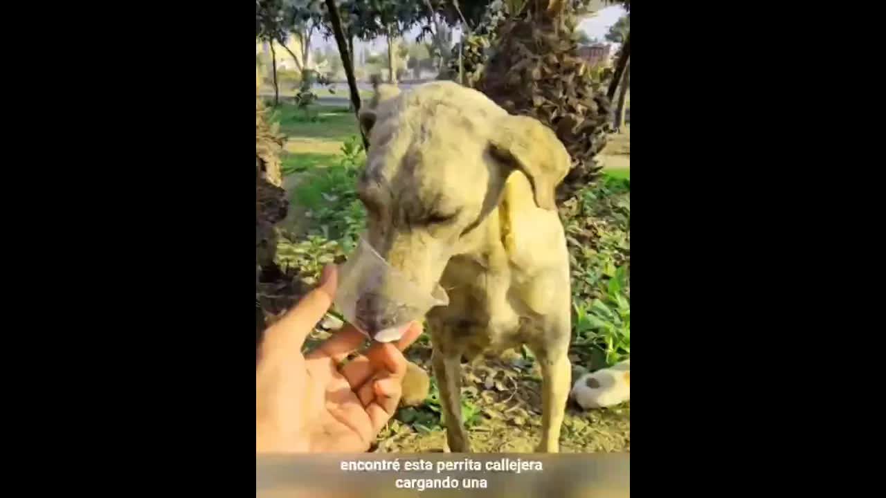 Rescatamos a una perra y a sus cachorros